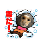 コモンマーモセット  らむね君3（個別スタンプ：24）