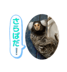 コモンマーモセット  らむね君3（個別スタンプ：26）