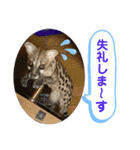 コモンマーモセット  らむね君3（個別スタンプ：30）