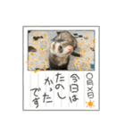 コモンマーモセット  らむね君3（個別スタンプ：35）