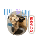 コモンマーモセット  らむね君3（個別スタンプ：38）