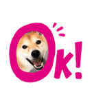 柴犬 りゅう Vol.2（個別スタンプ：1）