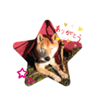 柴犬 りゅう Vol.2（個別スタンプ：3）