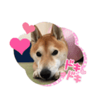 柴犬 りゅう Vol.2（個別スタンプ：5）