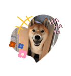 柴犬 りゅう Vol.2（個別スタンプ：8）