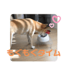 柴犬 りゅう Vol.2（個別スタンプ：9）