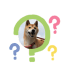 柴犬 りゅう Vol.2（個別スタンプ：10）