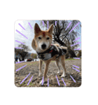 柴犬 りゅう Vol.2（個別スタンプ：11）