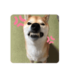 柴犬 りゅう Vol.2（個別スタンプ：13）