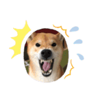 柴犬 りゅう Vol.2（個別スタンプ：14）