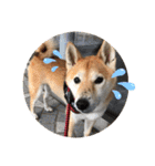 柴犬 りゅう Vol.2（個別スタンプ：17）