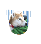 柴犬 りゅう Vol.2（個別スタンプ：18）