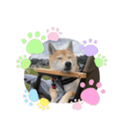 柴犬 りゅう Vol.2（個別スタンプ：19）