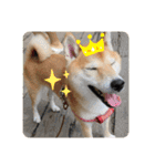 柴犬 りゅう Vol.2（個別スタンプ：20）
