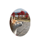 柴犬 りゅう Vol.2（個別スタンプ：21）