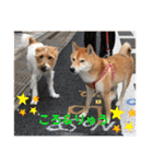 柴犬 りゅう Vol.2（個別スタンプ：23）