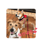 柴犬 りゅう Vol.2（個別スタンプ：24）