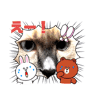 はくさまスタンプ（個別スタンプ：4）