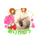 はくさまスタンプ（個別スタンプ：5）