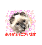 はくさまスタンプ（個別スタンプ：21）