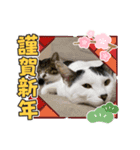 餅たちの正月スタンプ（個別スタンプ：6）