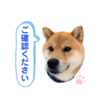 柴犬の ゆき丸♡敬語2（個別スタンプ：1）
