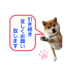 柴犬の ゆき丸♡敬語2（個別スタンプ：2）