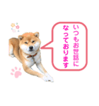 柴犬の ゆき丸♡敬語2（個別スタンプ：3）