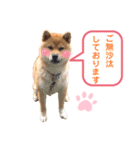 柴犬の ゆき丸♡敬語2（個別スタンプ：4）