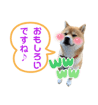 柴犬の ゆき丸♡敬語2（個別スタンプ：6）