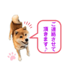 柴犬の ゆき丸♡敬語2（個別スタンプ：7）