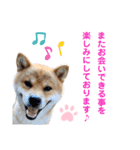 柴犬の ゆき丸♡敬語2（個別スタンプ：8）