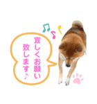 柴犬の ゆき丸♡敬語2（個別スタンプ：10）