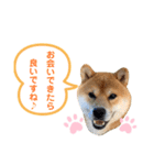 柴犬の ゆき丸♡敬語2（個別スタンプ：11）