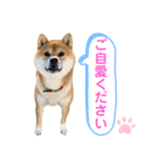 柴犬の ゆき丸♡敬語2（個別スタンプ：12）