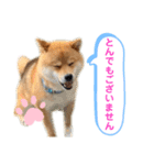 柴犬の ゆき丸♡敬語2（個別スタンプ：13）
