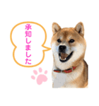 柴犬の ゆき丸♡敬語2（個別スタンプ：14）