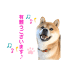 柴犬の ゆき丸♡敬語2（個別スタンプ：16）
