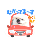 ペキニーズまろ（個別スタンプ：1）