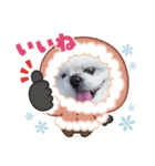 ペキニーズまろ（個別スタンプ：2）