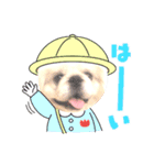 ペキニーズまろ（個別スタンプ：5）