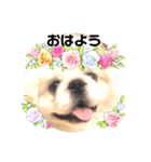 ペキニーズまろ（個別スタンプ：7）
