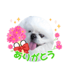 ペキニーズまろ（個別スタンプ：8）