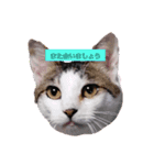 ピエンにゃんこ（個別スタンプ：1）