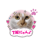 ピエンにゃんこ（個別スタンプ：4）