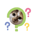 ピエンにゃんこ（個別スタンプ：6）