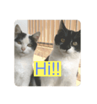 Twins cats/窓辺の猫（個別スタンプ：1）