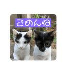 Twins cats/窓辺の猫（個別スタンプ：15）