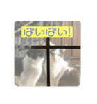 Twins cats/窓辺の猫（個別スタンプ：16）