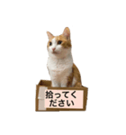 ライチちゃん2（個別スタンプ：7）